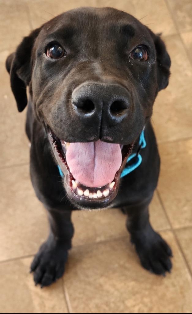 Enlarge Hamilton, a Adoptable mixed breed in Cottonwood, AZ image 2/4