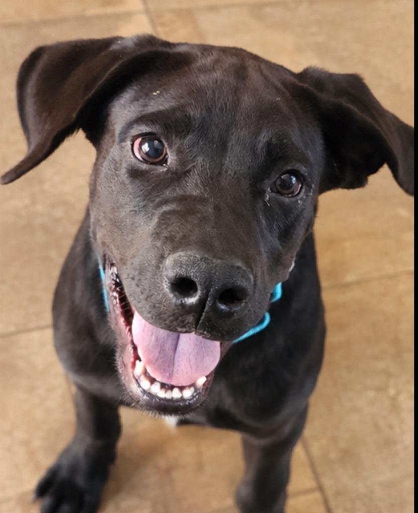 Enlarge Hamilton, a Adoptable mixed breed in Cottonwood, AZ image 4/4