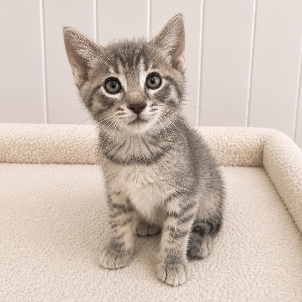 Nolan, Adoptable, Kitten Male Domestic Short Hair.