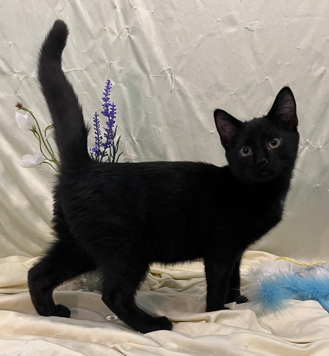 Enlarge Lars, a Adoptable Domestic Short Hair in Connelly Springs, NC image 5/6