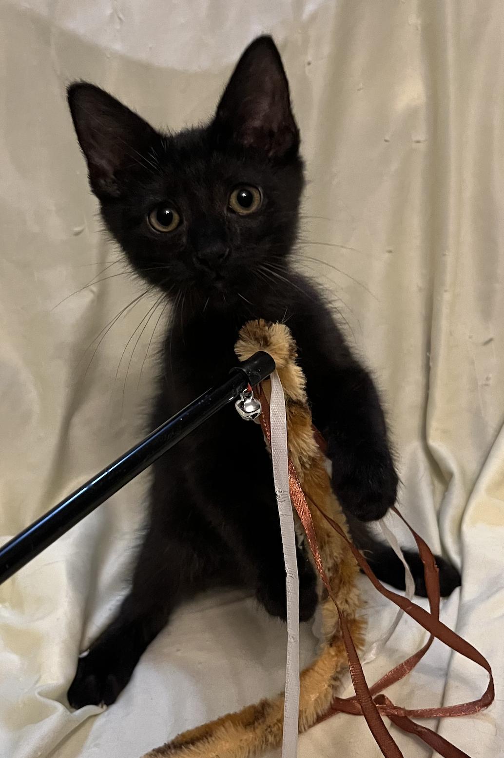 Enlarge Lars, a Adoptable Domestic Short Hair in Connelly Springs, NC image 4/6