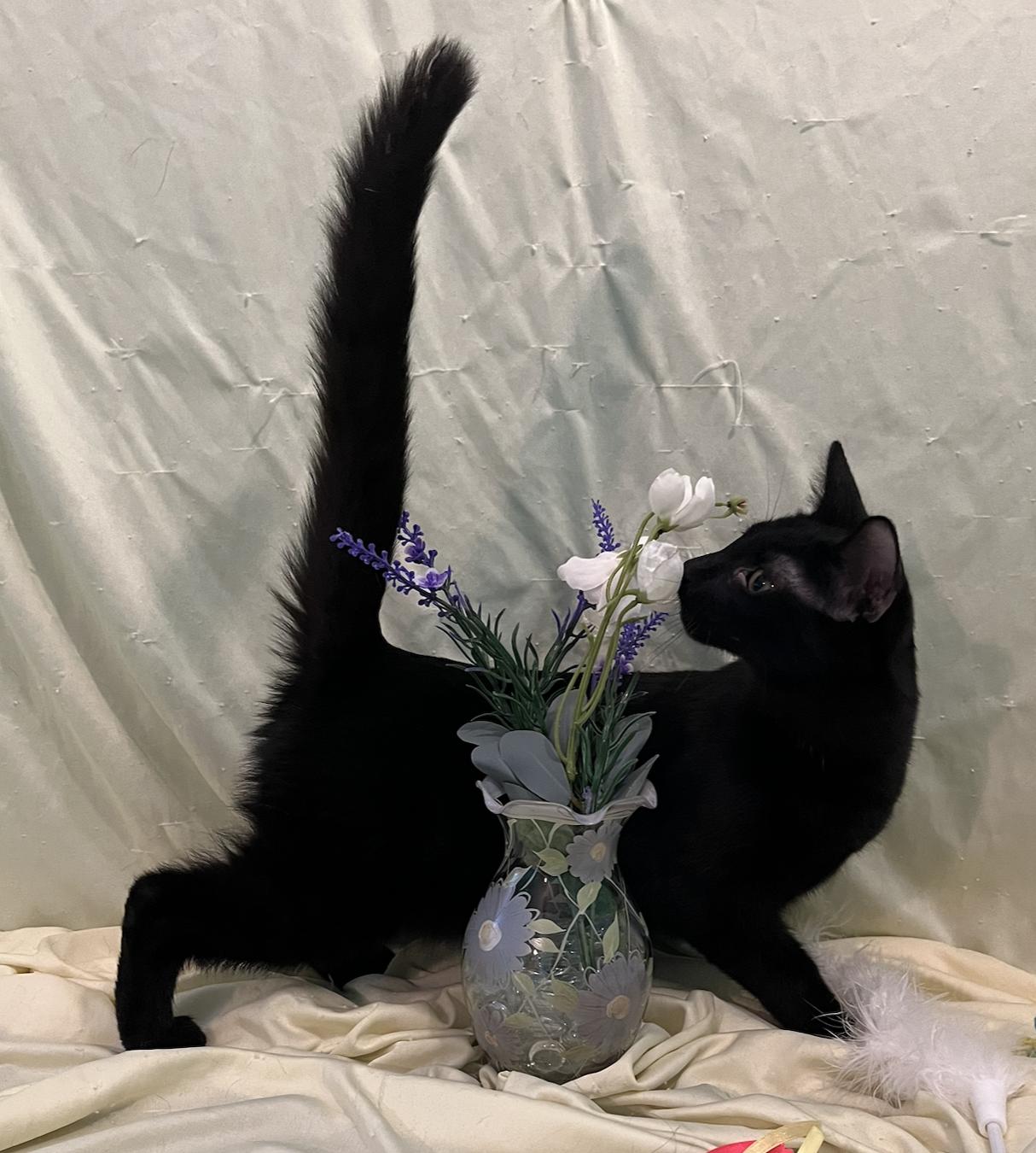 Enlarge Lars, a Adoptable Domestic Short Hair in Connelly Springs, NC image 6/6