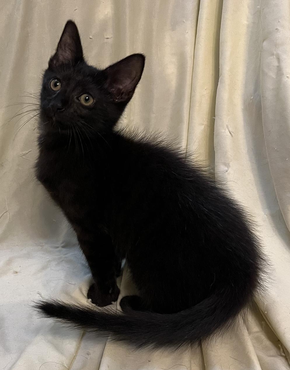Enlarge Lars, a Adoptable Domestic Short Hair in Connelly Springs, NC image 3/6