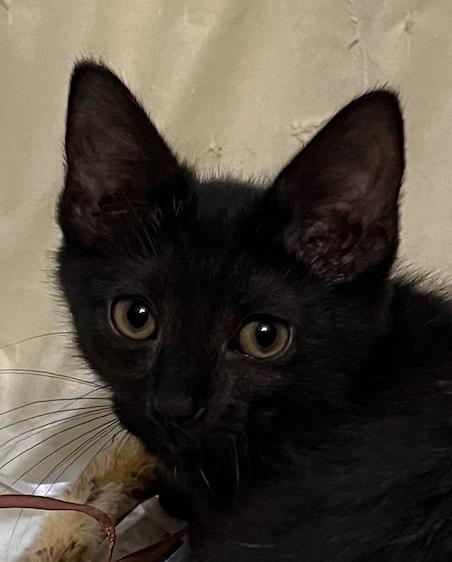Enlarge Lars, a Adoptable Domestic Short Hair in Connelly Springs, NC image 2/6