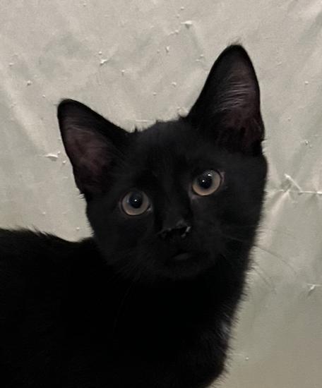 Enlarge Lars, a Adoptable Domestic Short Hair in Connelly Springs, NC image 1/6