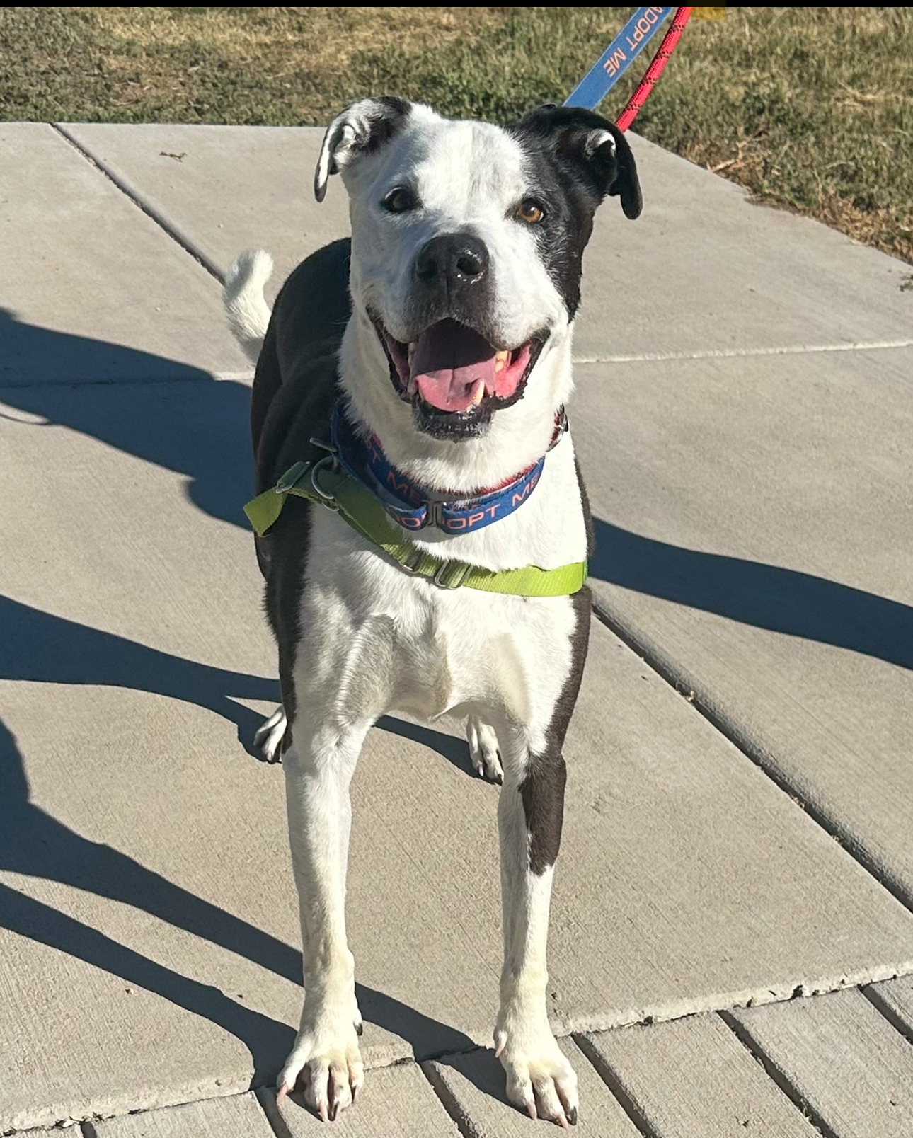 Loki, Senior Male Pit Bull Terrier