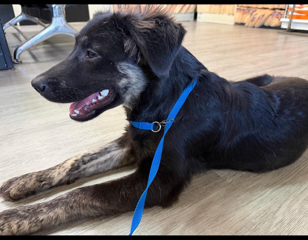 Enlarge Malcom, a Adopted German Shepherd Dog in San Diego, CA image 1/1
