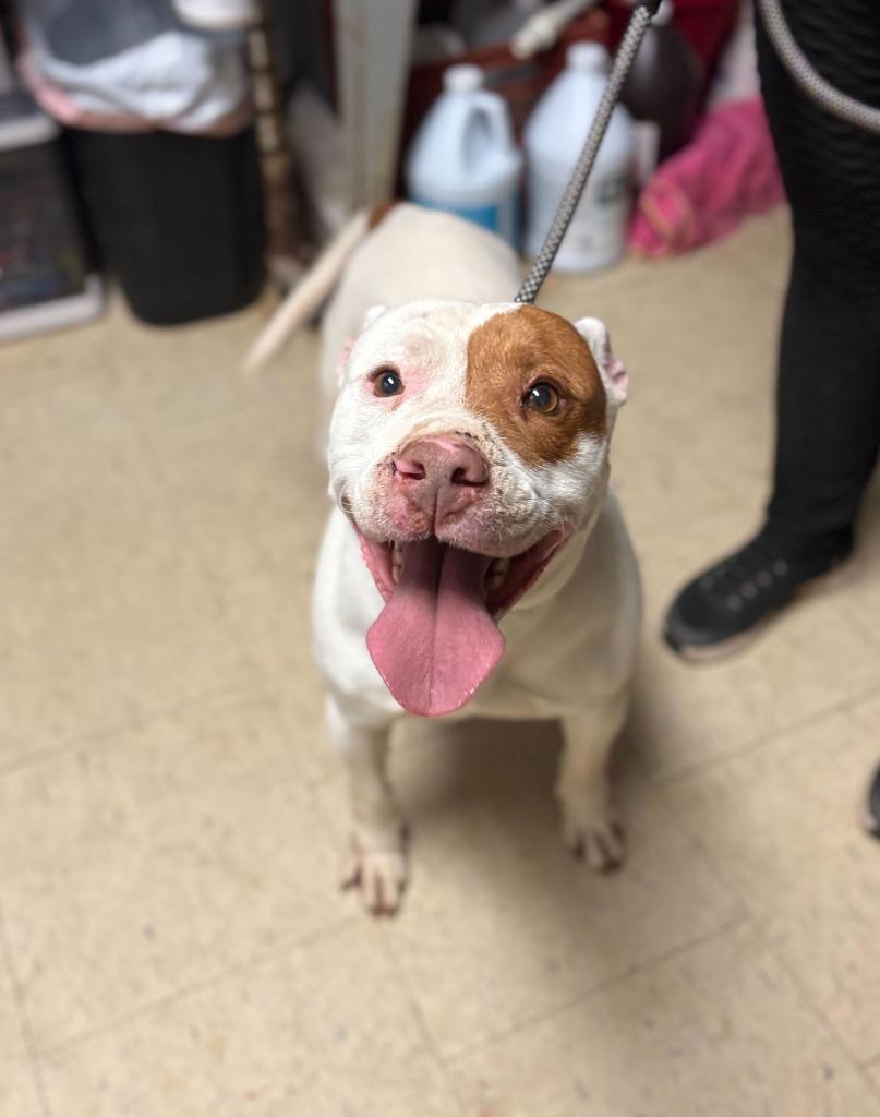 Wizard, Adoptable, Adult Male Pit Bull Terrier.