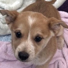 Evie, ADOPTABLE, Puppy Female Australian Shepherd.