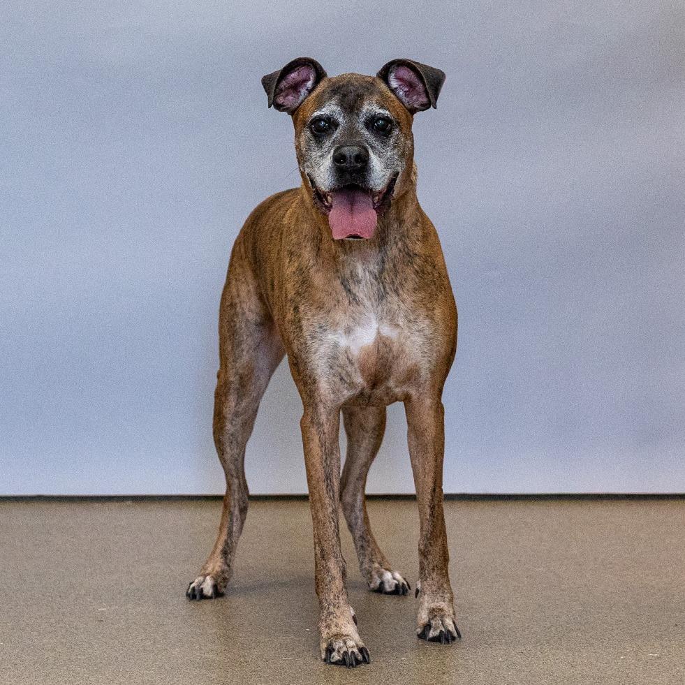 Thor, Adoptable, Senior Male Boxer.