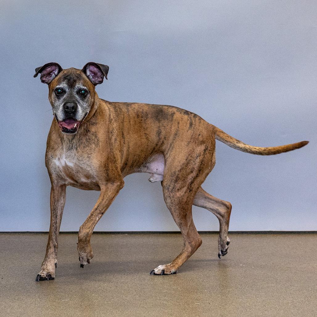 Enlarge Thor, a Adoptable Boxer in Council Bluffs, IA image 2/3