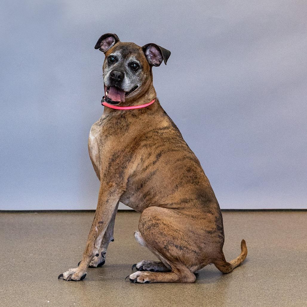 Enlarge Thor, a Adoptable Boxer in Council Bluffs, IA image 3/3