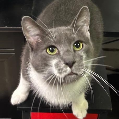 Rooftop, ADOPTABLE, Adult Male Domestic Short Hair.