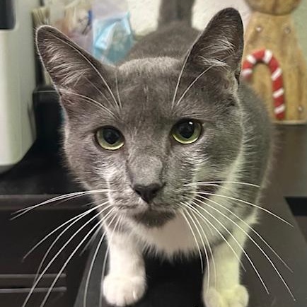 Enlarge Rooftop, a ADOPTABLE mixed breed in Antioch, CA image 2/2