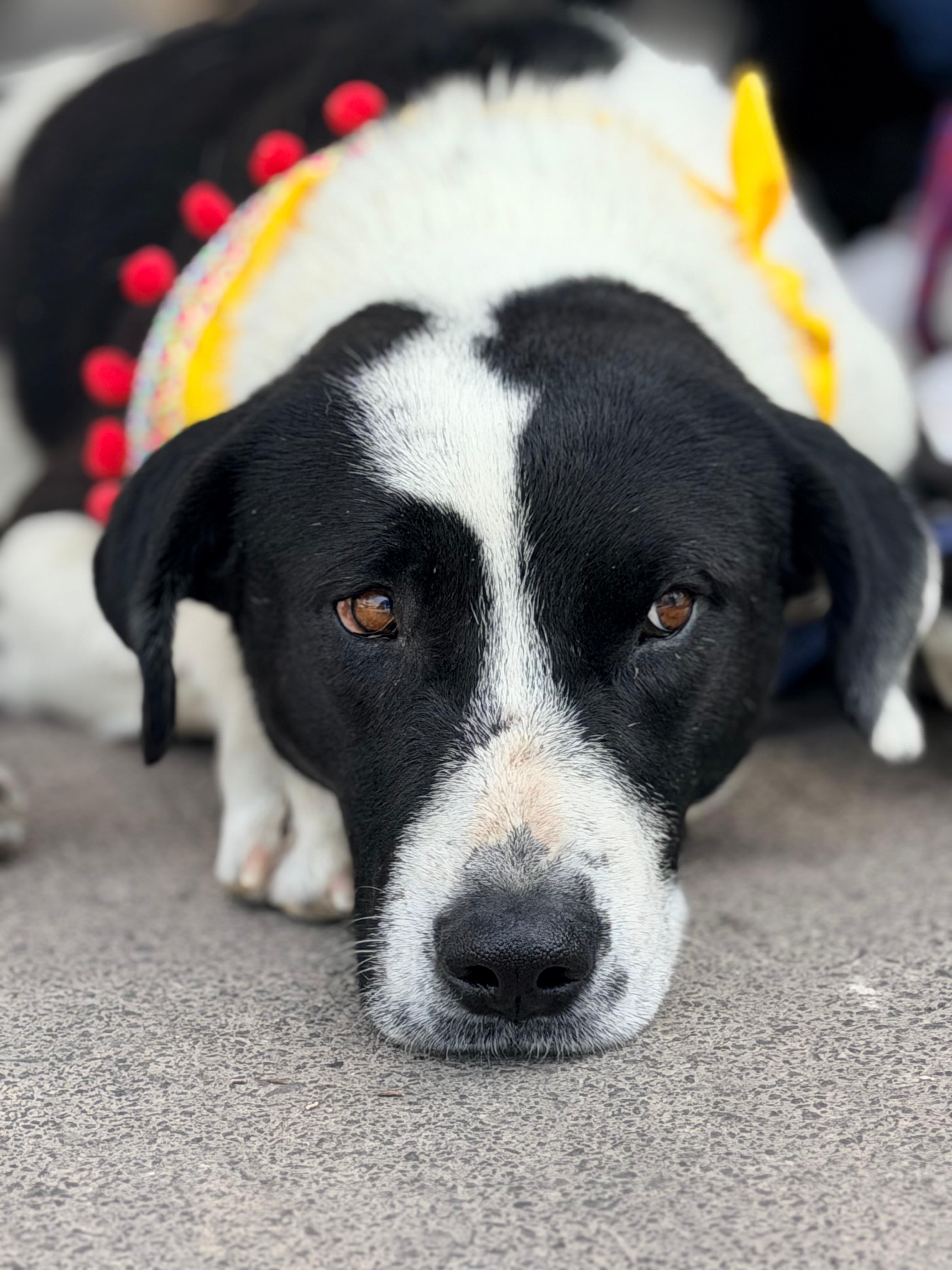 Lucky, Adoptable, Adult Male Labrador Retriever.