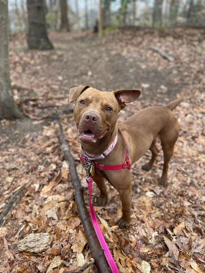 Lily Bug Bella , Adoptable, Adult Female Staffordshire Bull Terrier.