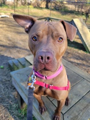 Lily Bug Bella , a Adoptable Staffordshire Bull Terrier in Annapolis, MD image 2/8