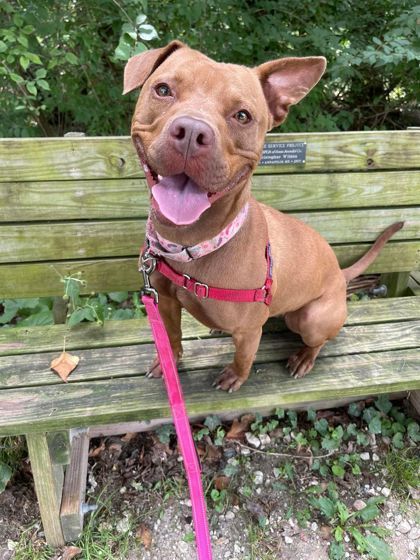 Lily Bug Bella , a Adoptable Staffordshire Bull Terrier in Annapolis, MD image 3/8