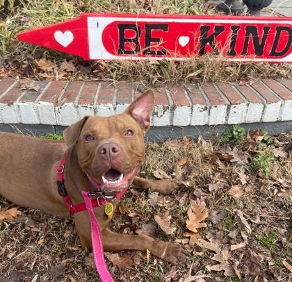 Lily Bug Bella , a Adoptable Staffordshire Bull Terrier in Annapolis, MD image 4/8