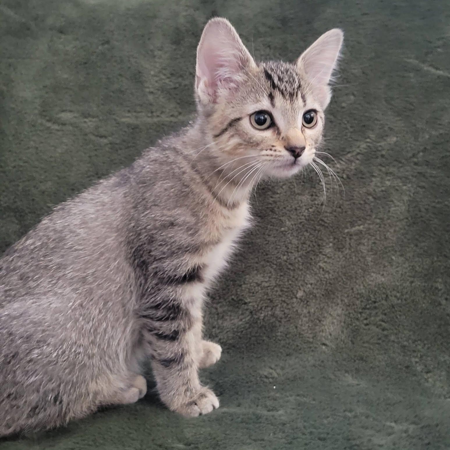 Enlarge Arwen, a ADOPTABLE Domestic Short Hair in Queen Creek, AZ image 3/4