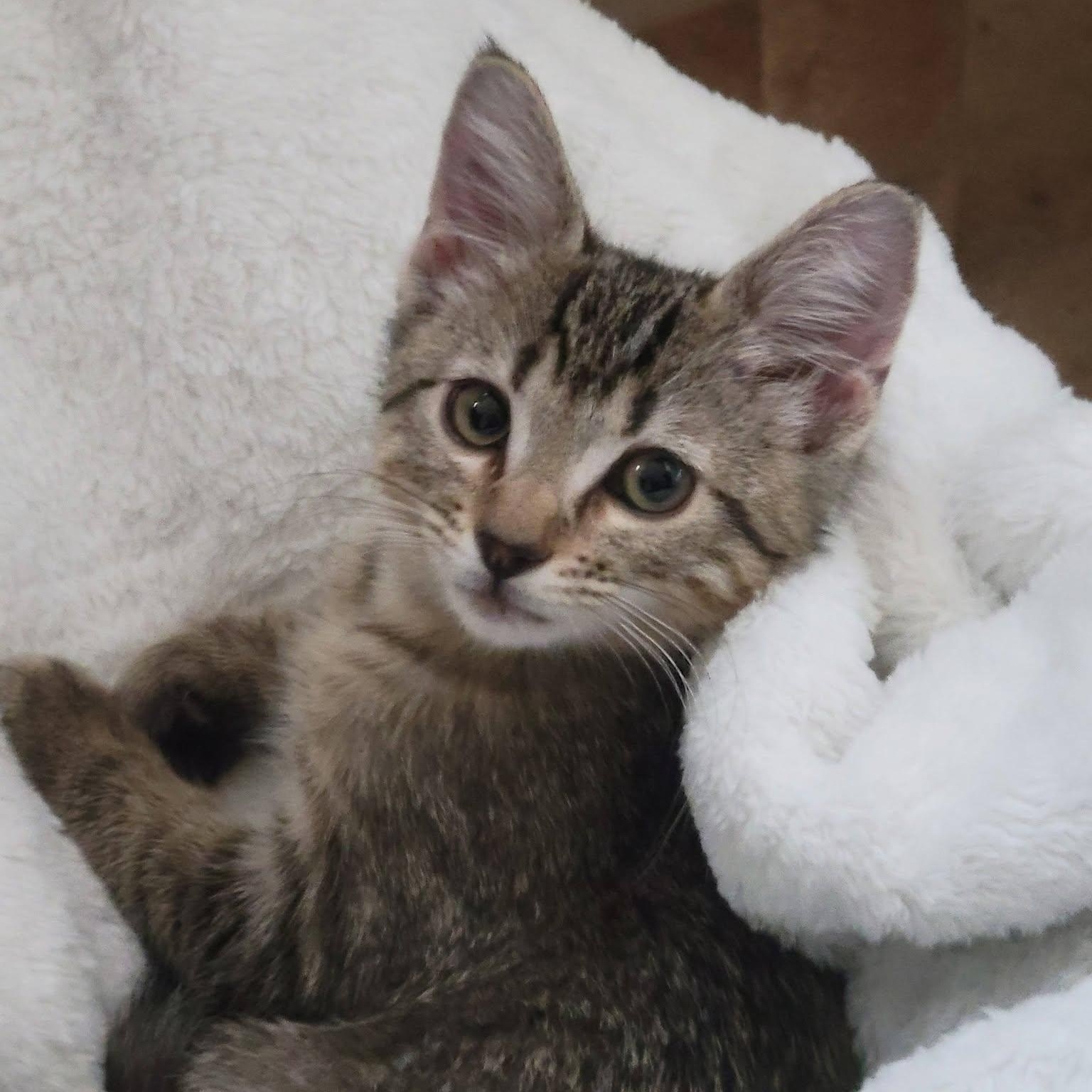 Enlarge Arwen, a ADOPTABLE Domestic Short Hair in Queen Creek, AZ image 4/4