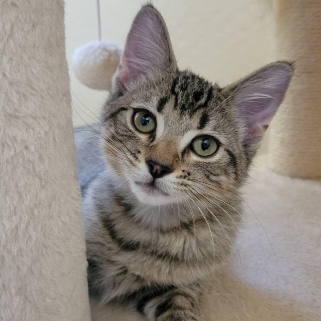 Arwen, Adoptable, Kitten Female Domestic Short Hair.