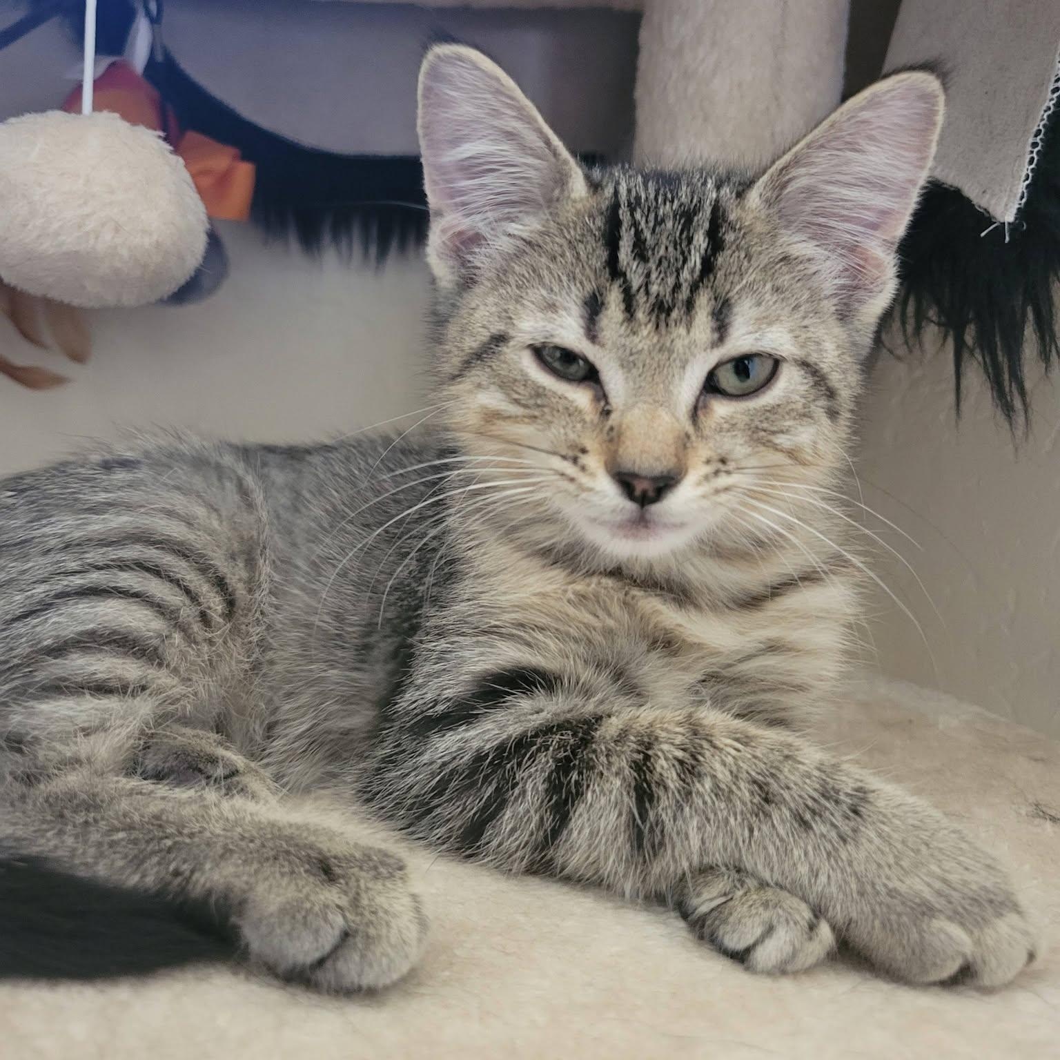 Enlarge Arwen, a ADOPTABLE Domestic Short Hair in Queen Creek, AZ image 2/4