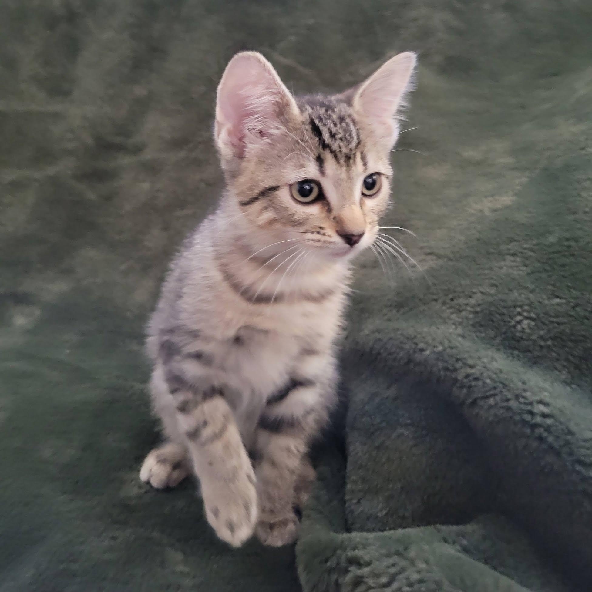 Arwen, ADOPTABLE, Kitten Female Domestic Short Hair.