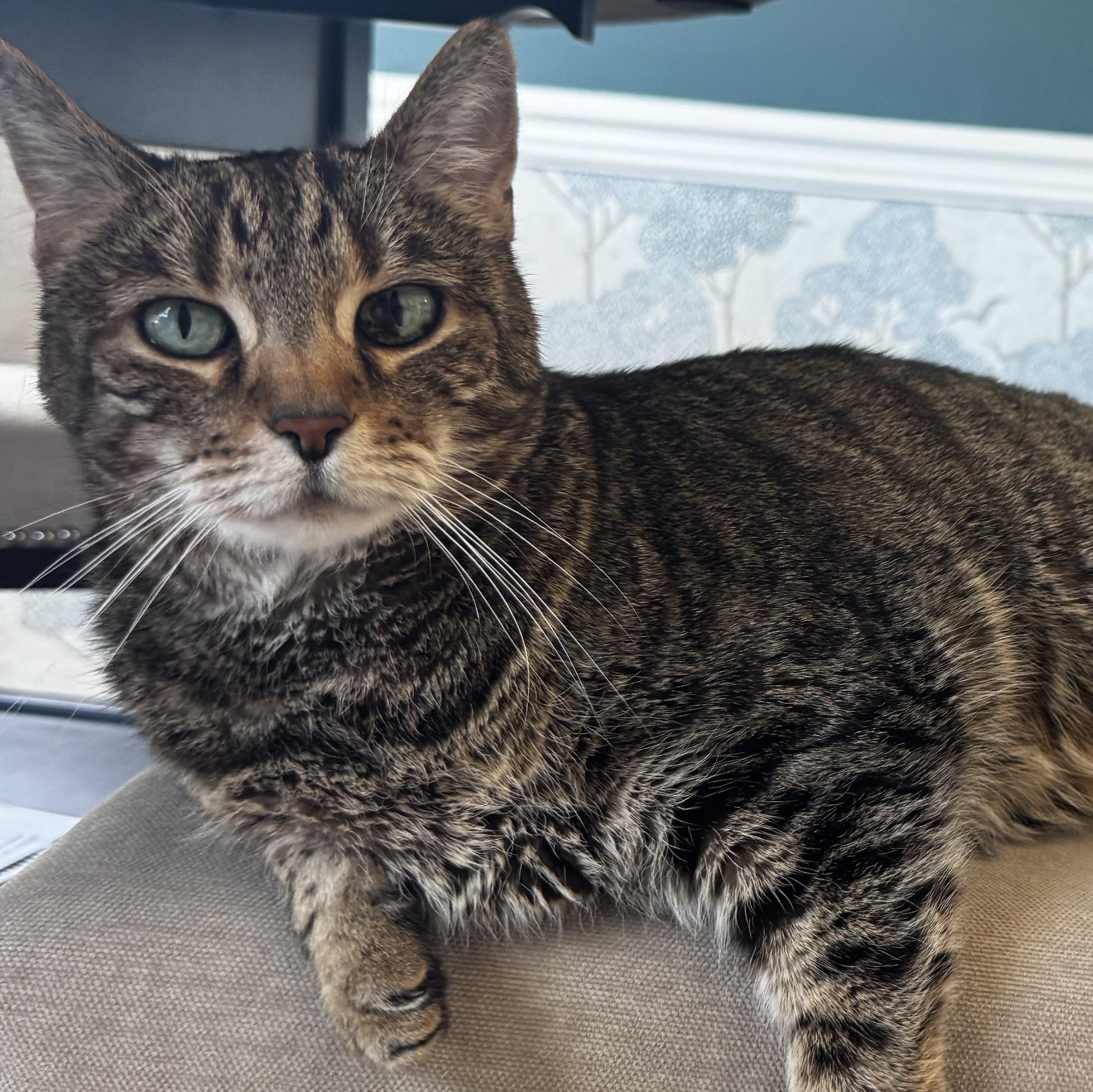 Lou, Adoptable, Senior Female Domestic Short Hair.
