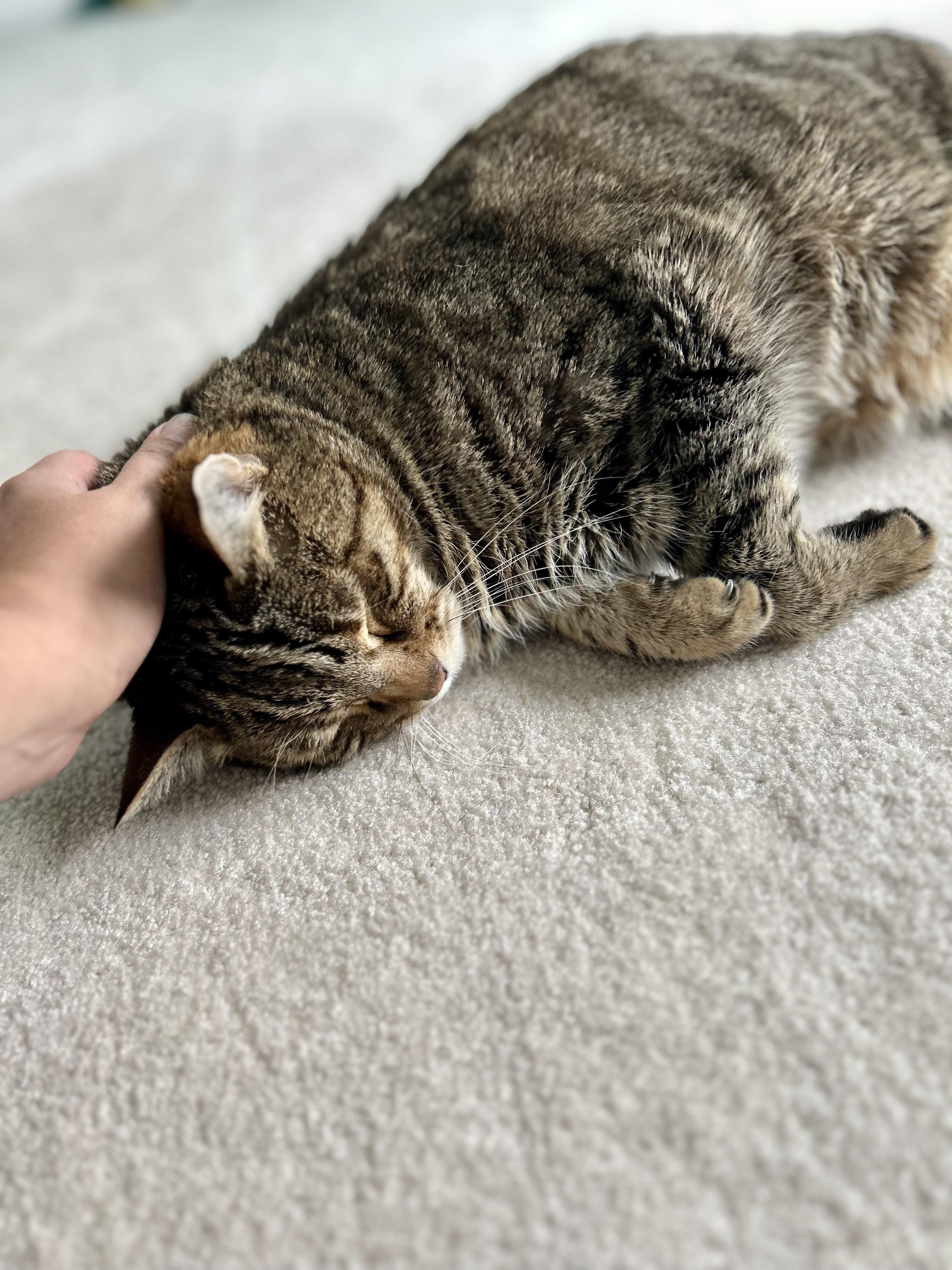Enlarge Lou, a Adoptable Domestic Short Hair in Gig Harbor, WA image 3/4