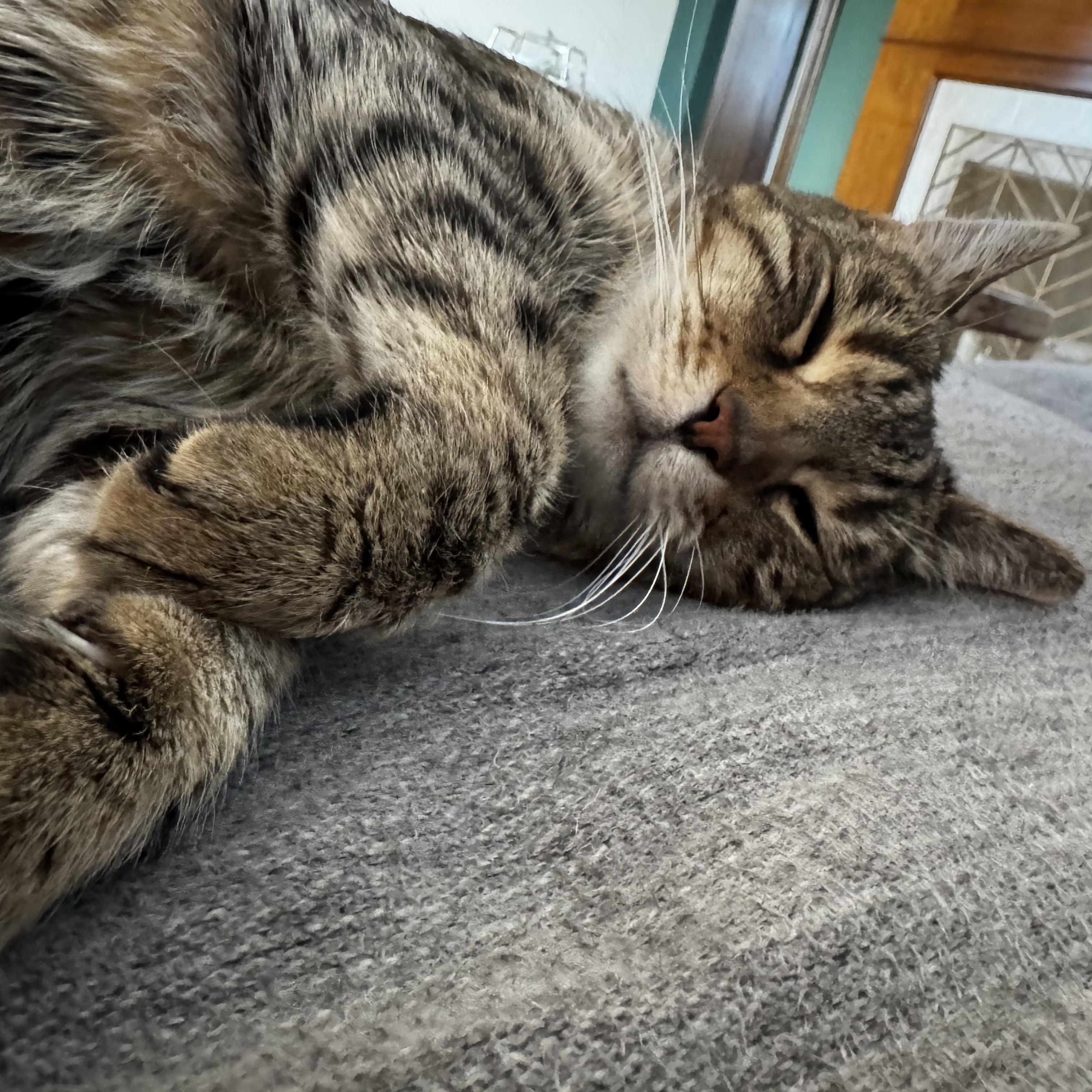 Enlarge Lou, a Adoptable Domestic Short Hair in Gig Harbor, WA image 2/4