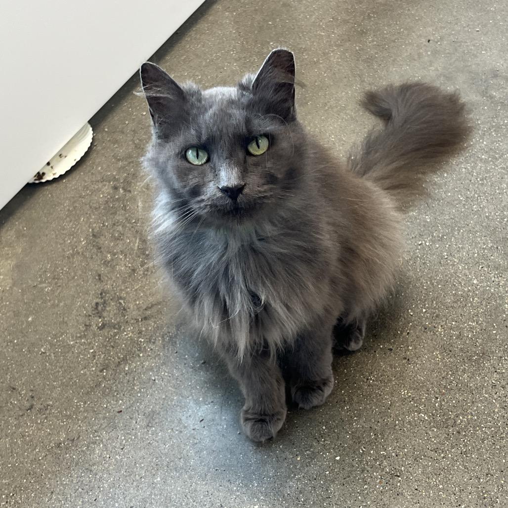 Chicken, Adoptable, Adult Female Domestic Long Hair.