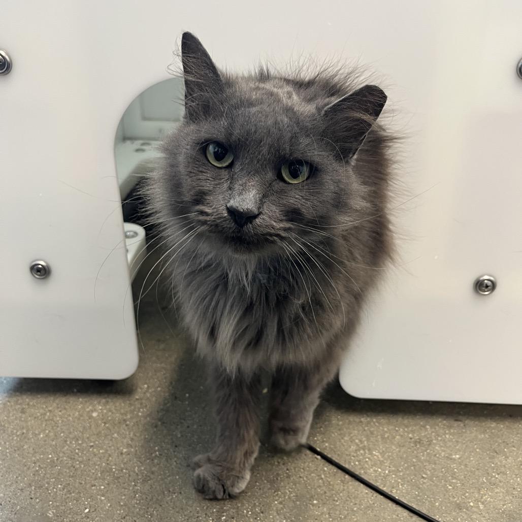 Enlarge Chicken, a Adoptable Domestic Long Hair in Fort Wayne, IN image 2/4