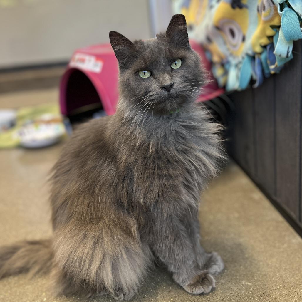 Enlarge Chicken, a Adoptable Domestic Long Hair in Fort Wayne, IN image 3/4
