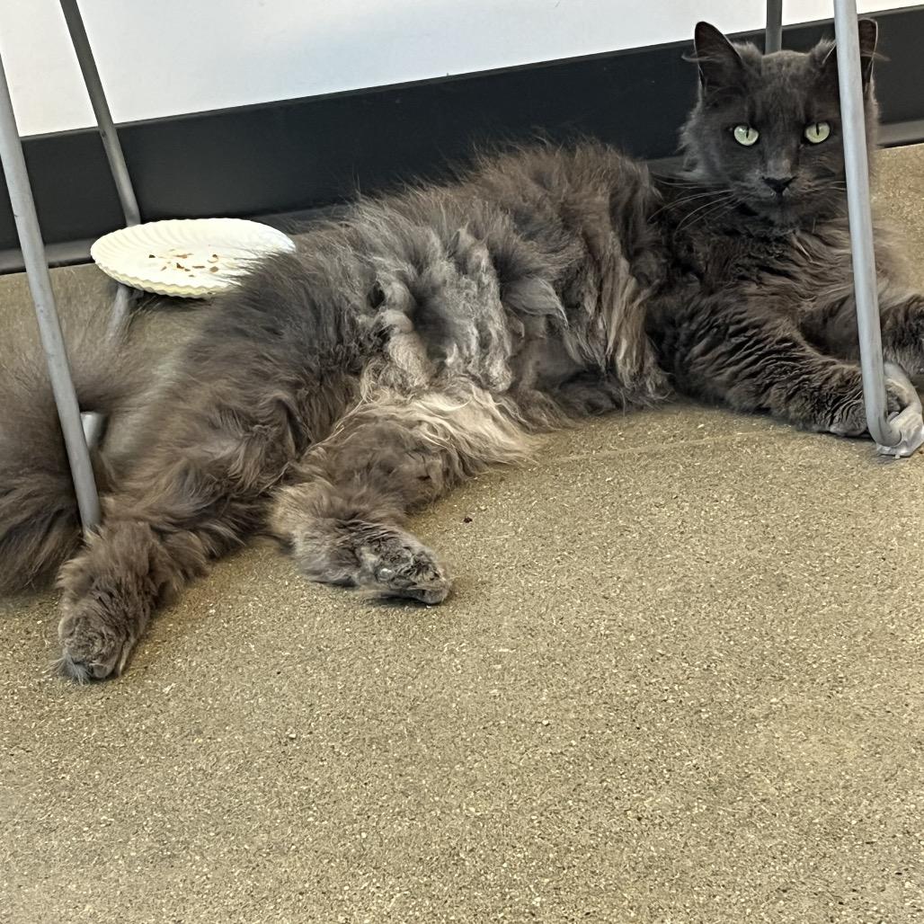 Enlarge Chicken, a Adoptable Domestic Long Hair in Fort Wayne, IN image 4/4