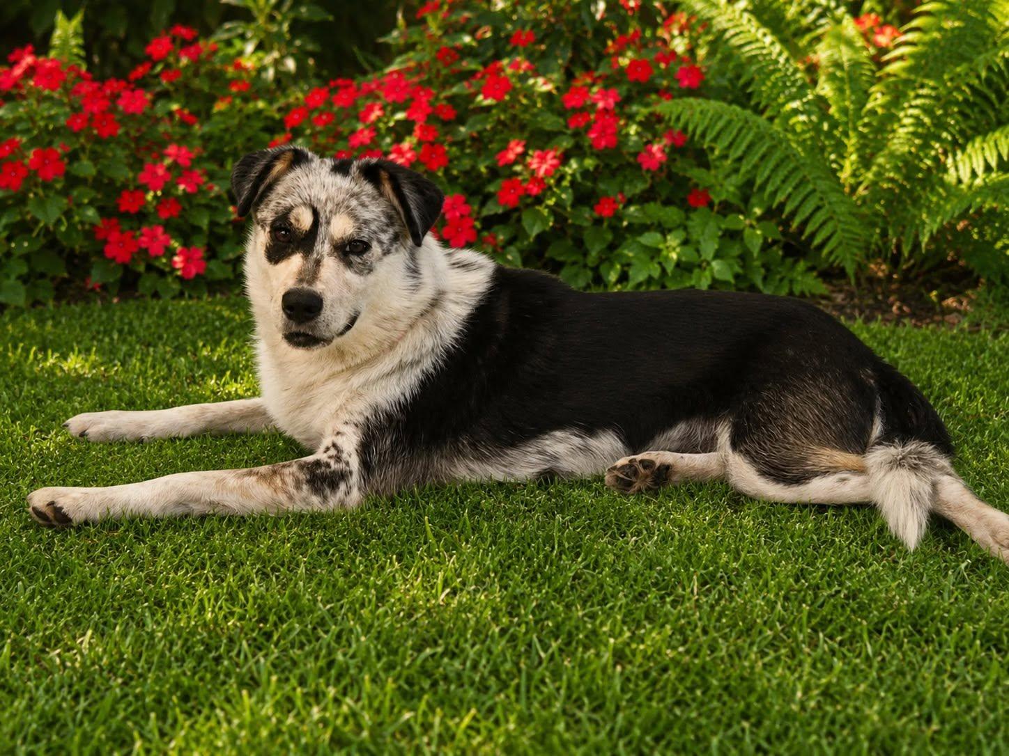 Reba, a ADOPTABLE mixed breed in Guntersville, AL image 4/4