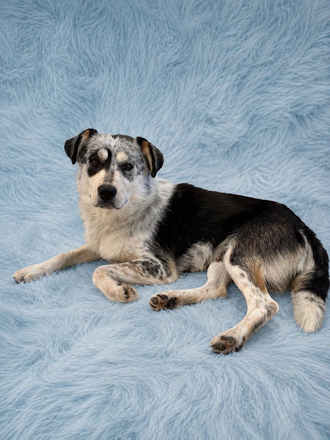 Reba, a ADOPTABLE mixed breed in Guntersville, AL image 2/4