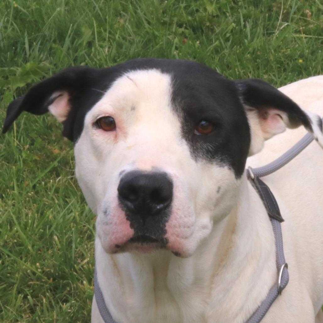 Harley, Adoptable, Adult Female Pit Bull Terrier.