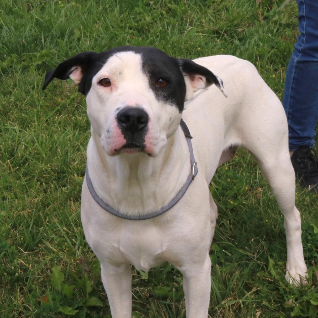 Enlarge Harley, a Adoptable Pit Bull Terrier in Rifle, CO image 2/4