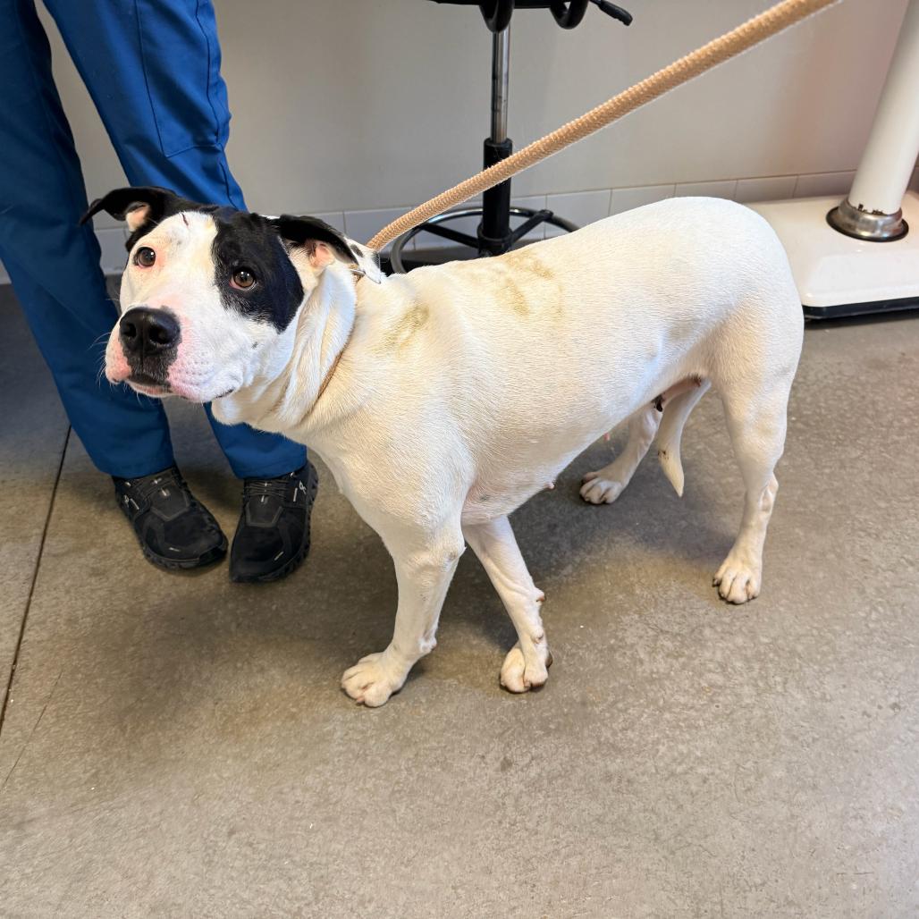 Enlarge Harley, a Adoptable Pit Bull Terrier in Rifle, CO image 3/4