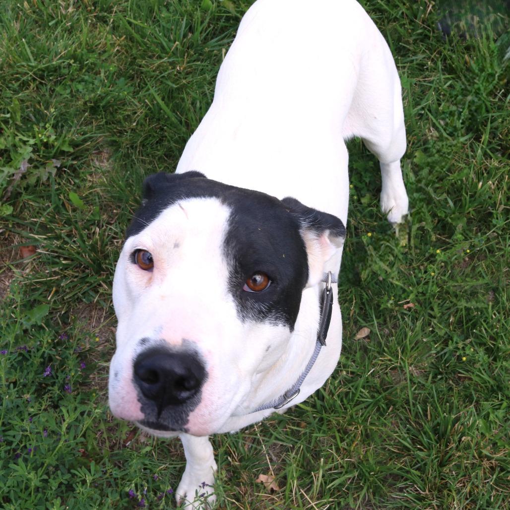 Enlarge Harley, a Adoptable Pit Bull Terrier in Rifle, CO image 4/4
