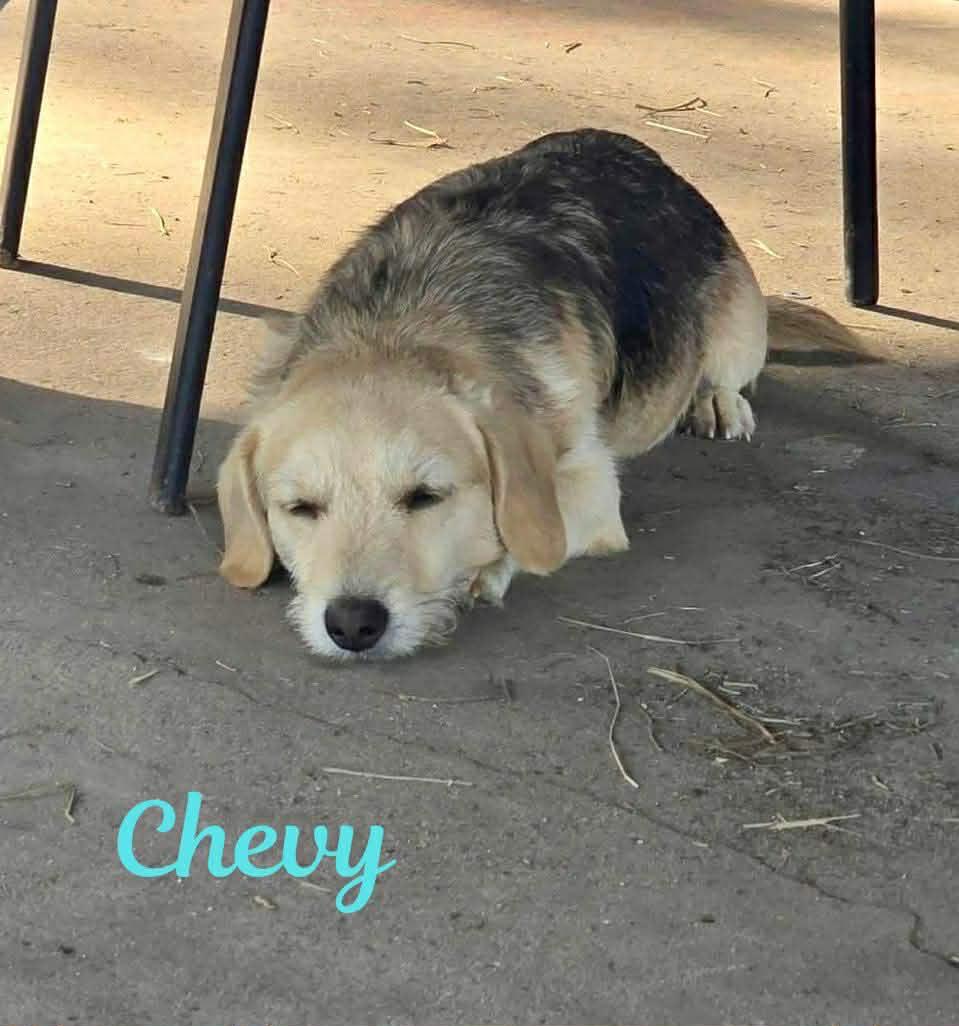CHEVY, a ADOPTABLE mixed breed in Madisonville, LA image 2/6