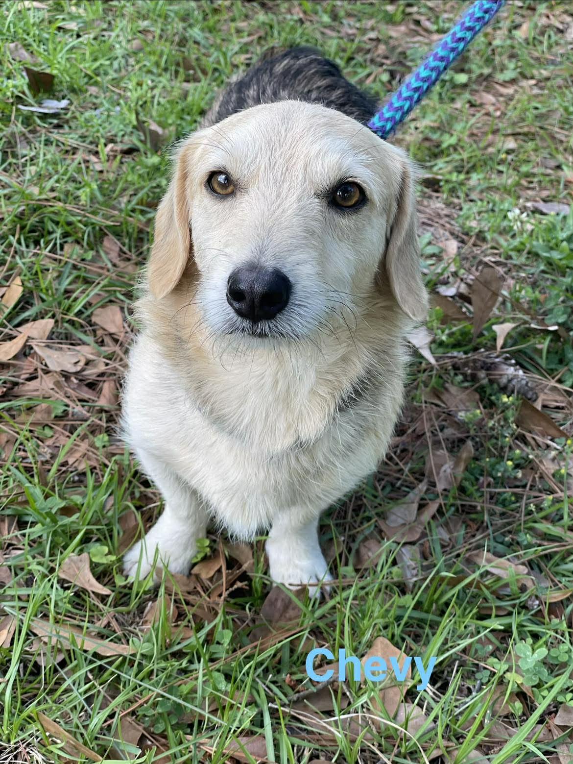 CHEVY, a ADOPTABLE mixed breed in Madisonville, LA image 4/6