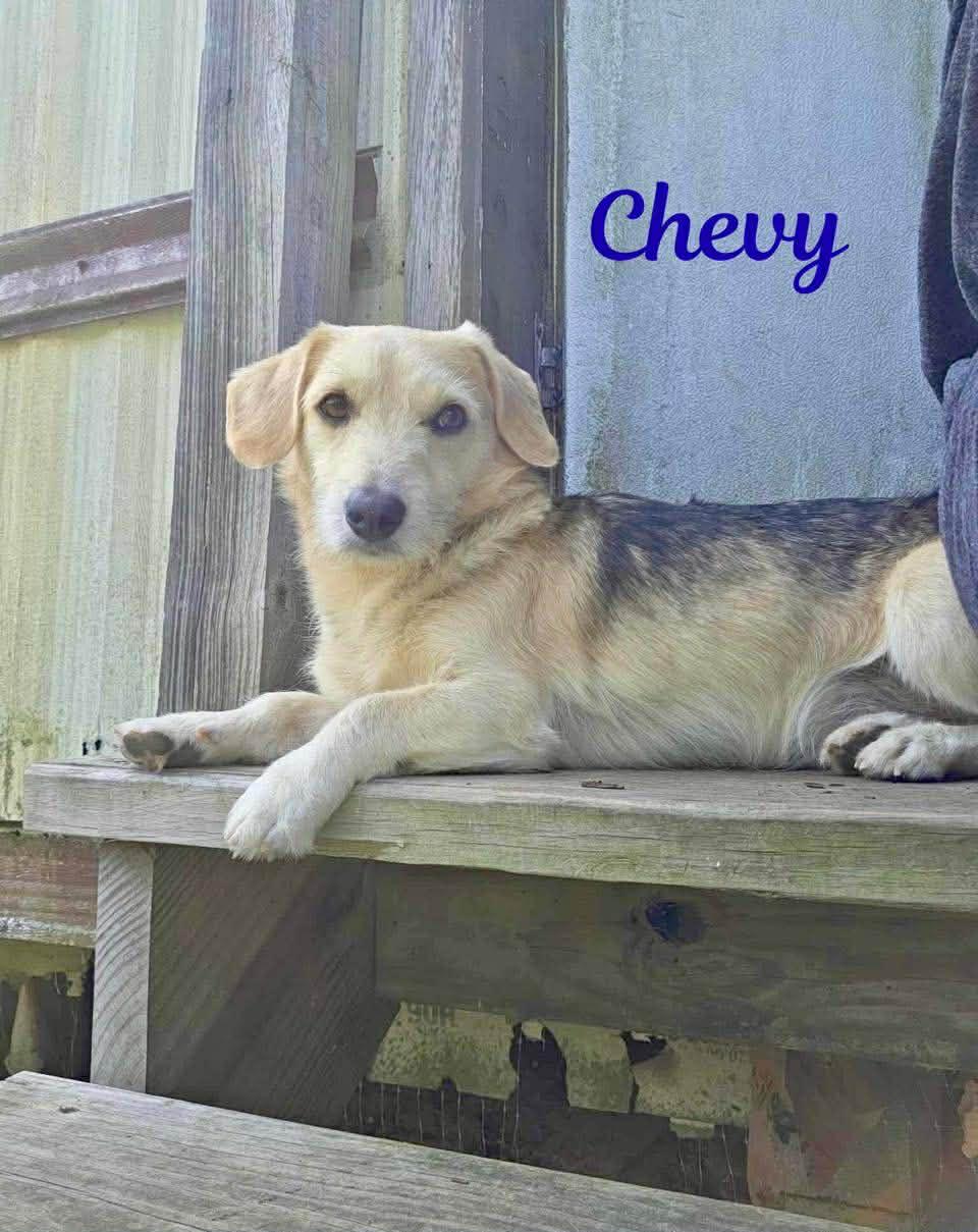 CHEVY, a ADOPTABLE mixed breed in Madisonville, LA image 6/6