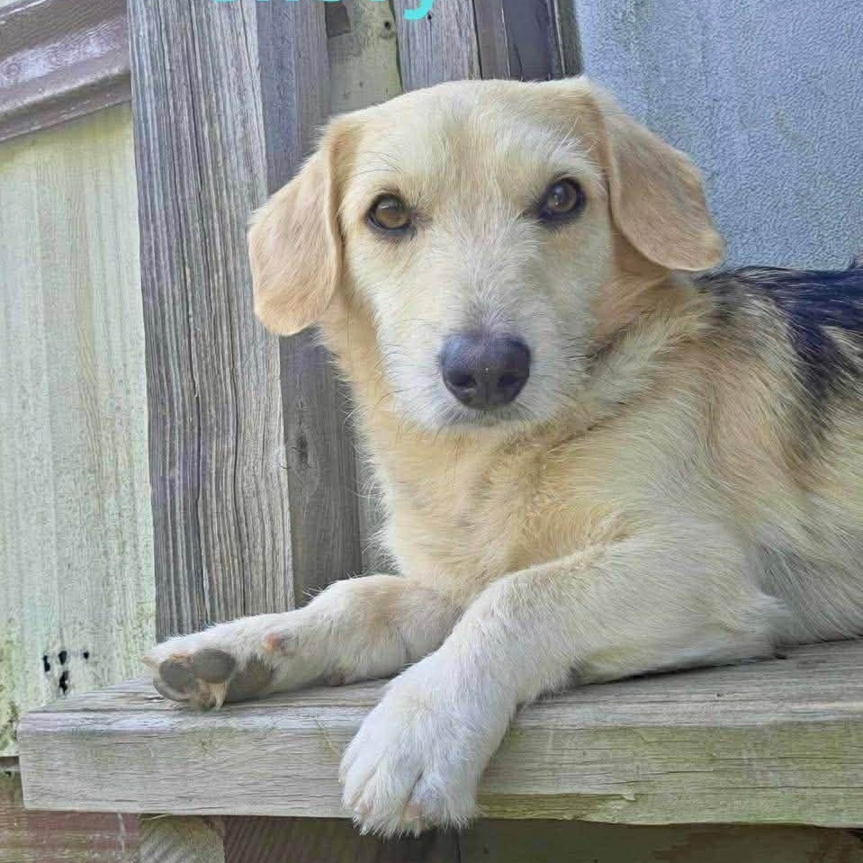 CHEVY, ADOPTABLE, Adult Male Beagle & Jack Russell Terrier.