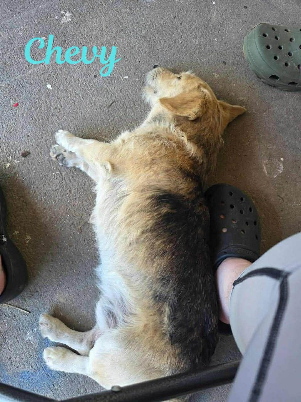 CHEVY, a ADOPTABLE mixed breed in Madisonville, LA image 3/6