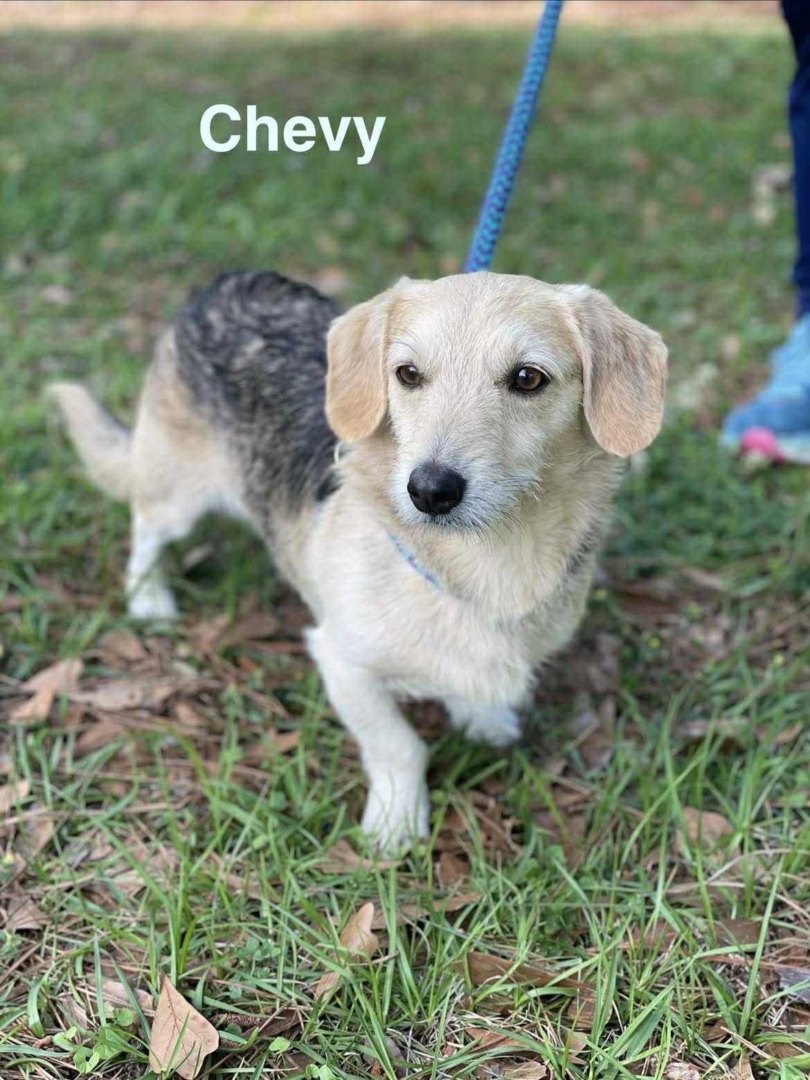 CHEVY, a ADOPTABLE mixed breed in Madisonville, LA image 5/6