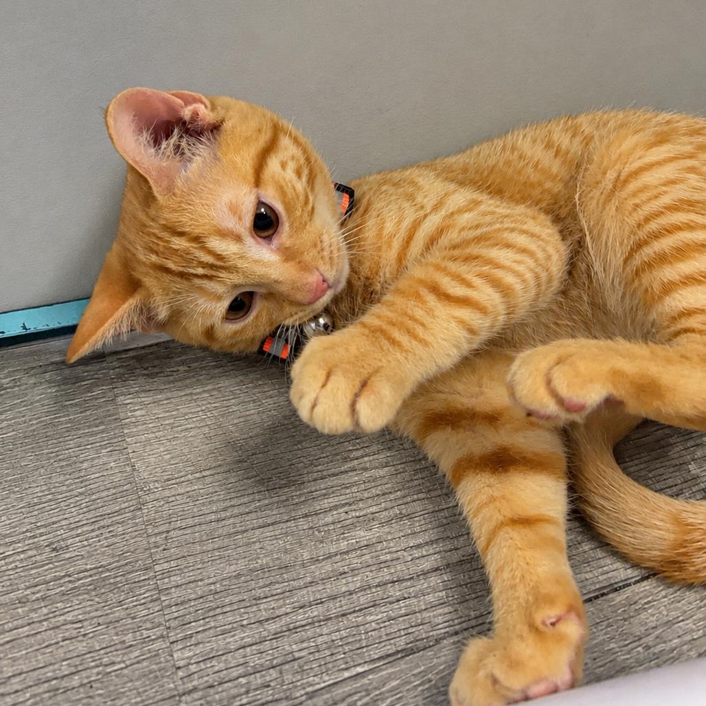 Enlarge Rafiki, a Adoptable Domestic Short Hair in Mocksville, NC image 1/3