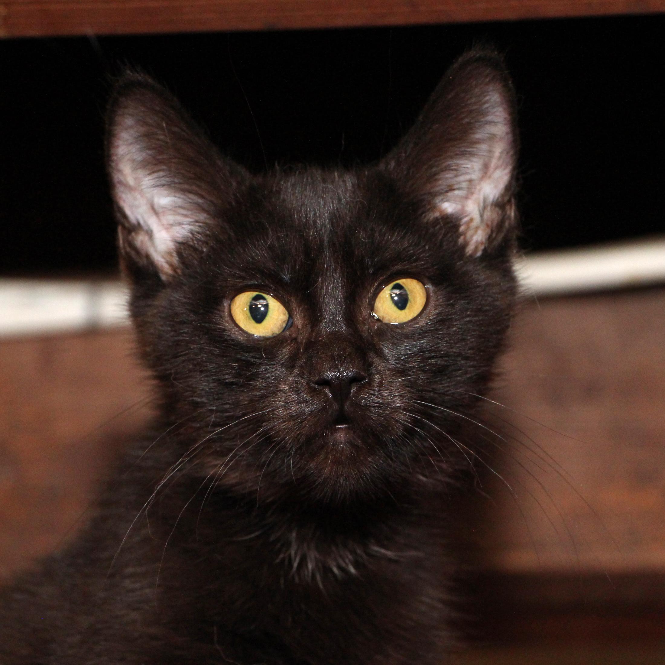 Enlarge Trey, a Adoptable Domestic Short Hair in Harrisburg, PA image 1/3