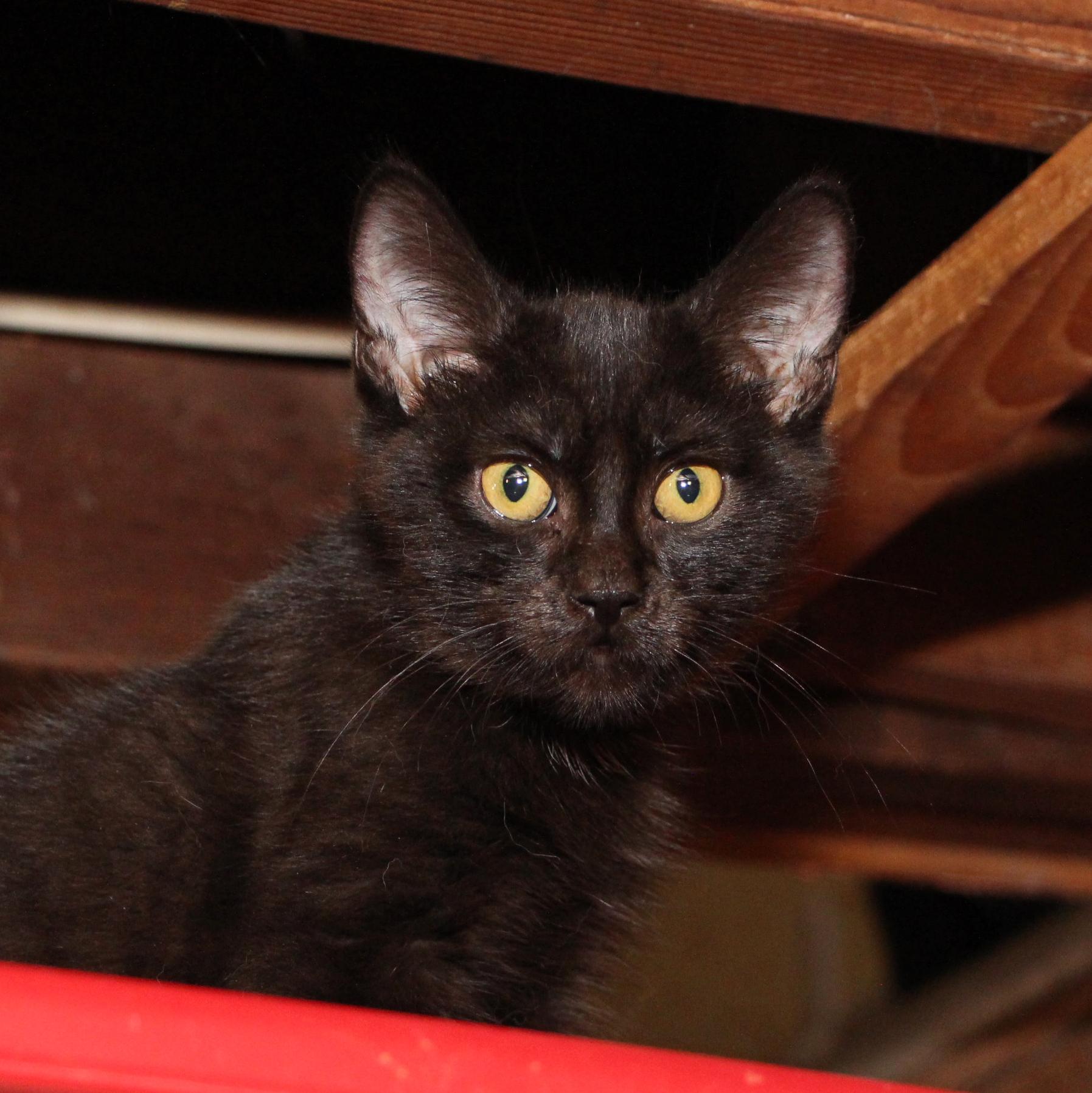 Enlarge Trey, a Adoptable Domestic Short Hair in Harrisburg, PA image 2/3